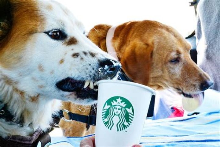 Are all Starbucks dog friendly?