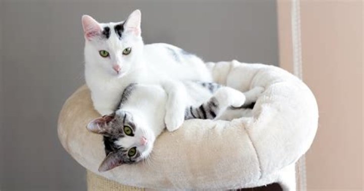 Are black cats friendlier than cats?