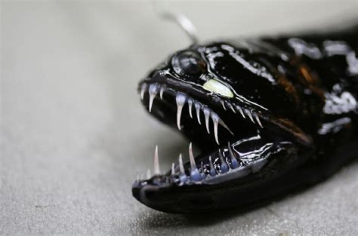 Are Black Dragonfish poisonous?