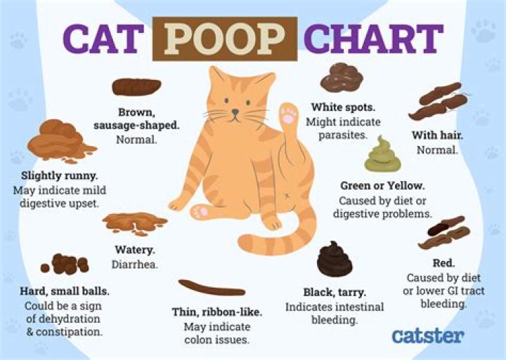 Are cats dirty after they poop?