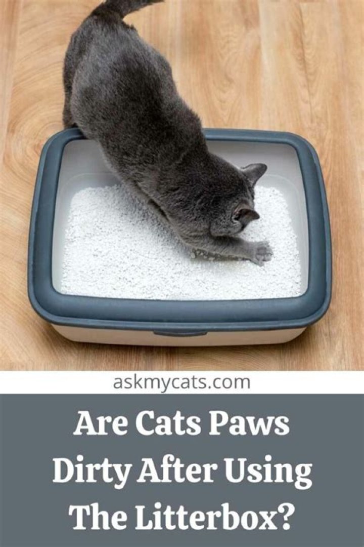 Are cats paws dirty after using the litter box?