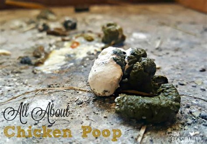 Are eggs chicken poop?