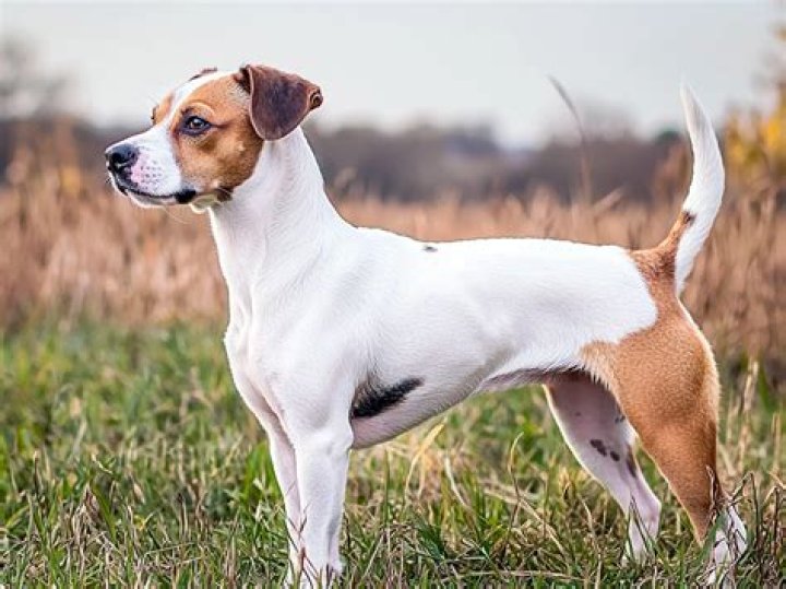 Are Jack Russells loyal?