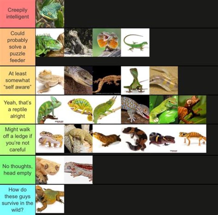 Are lizards smart?