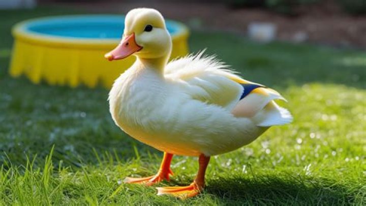 Are Pekin ducks friendly?