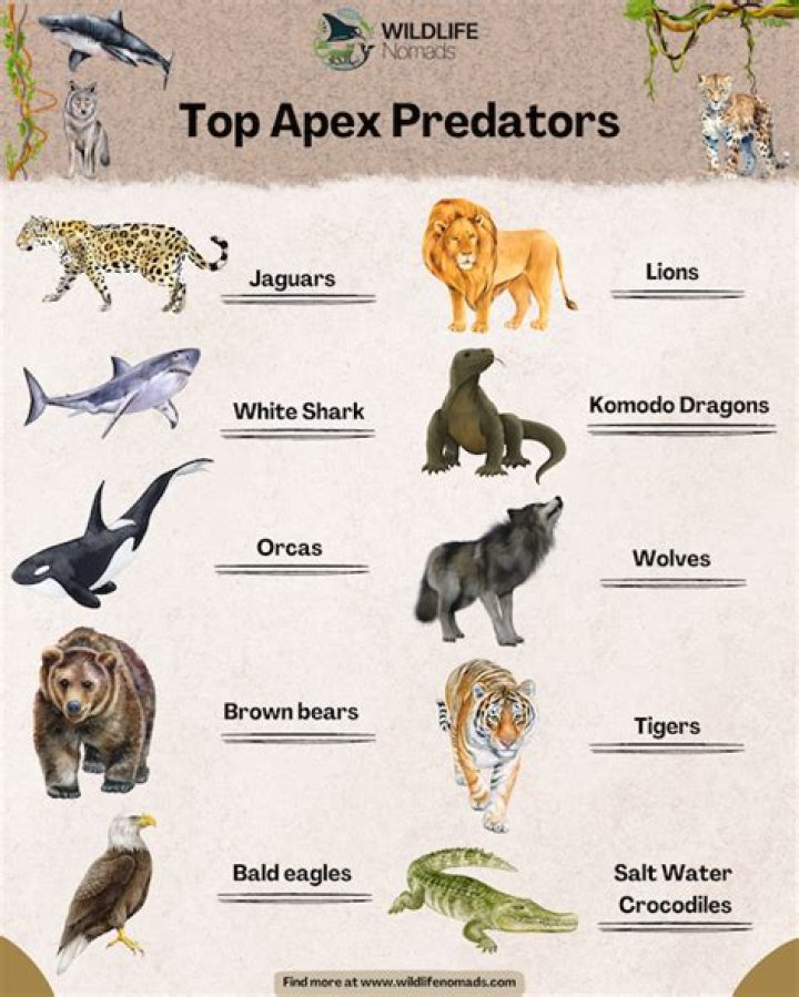 Are predators bulletproof?