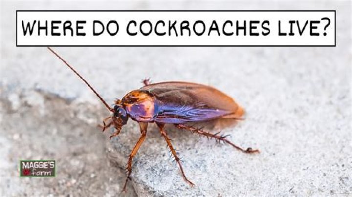 Are you dirty if you have cockroaches?
