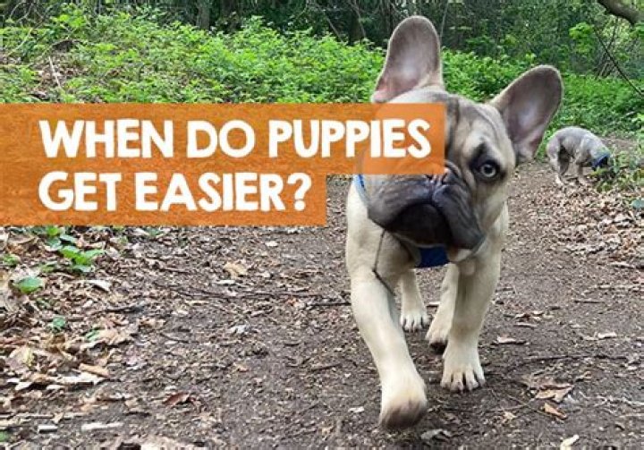 At what age do puppies get easier?