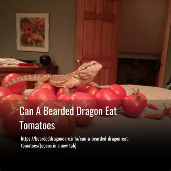Can a bearded dragon eat tomatoes?