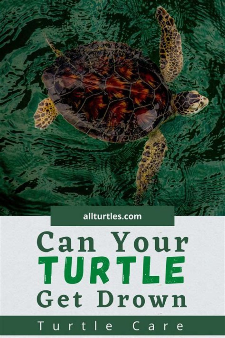 Can a turtle drown?