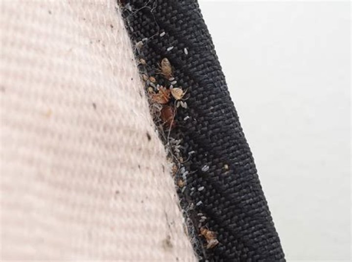 Can bed bugs live on towels?