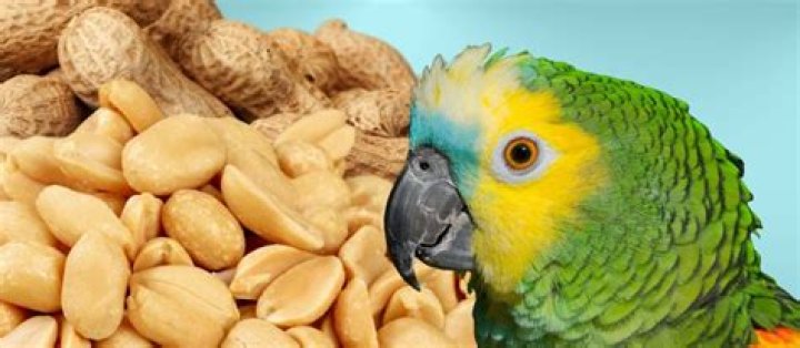 Can birds eat peanuts?