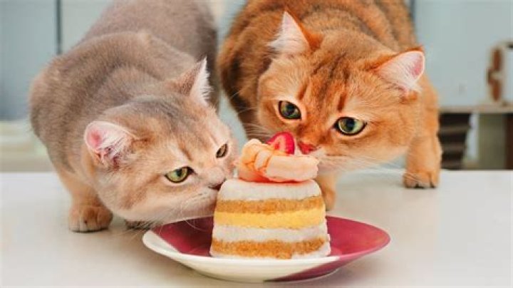 Can cats eat cake?