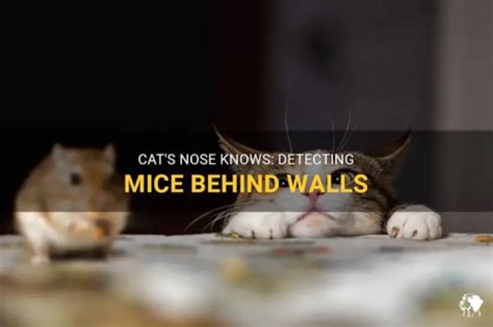 Can cats smell mice through walls?