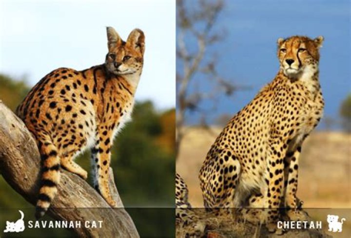 Can cheetahs breed with other big cats?