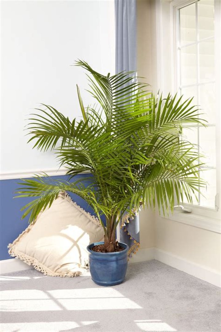 Can Christmas palms live indoors?