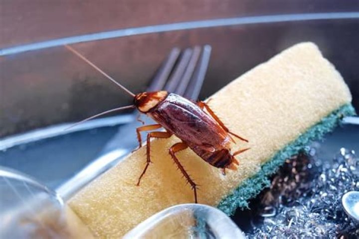 Can cockroach eggs stick to your clothes?