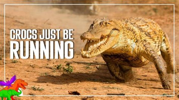 Can crocodiles run fast?