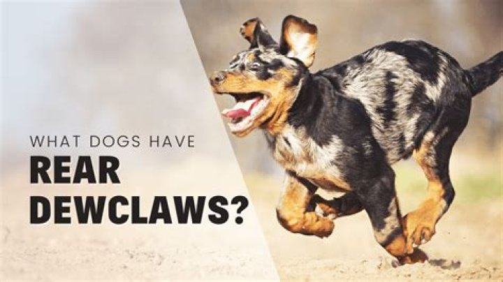 Can dogs be born without dewclaws?