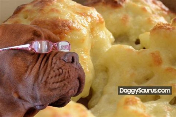Can dogs eat cauliflower cheese?