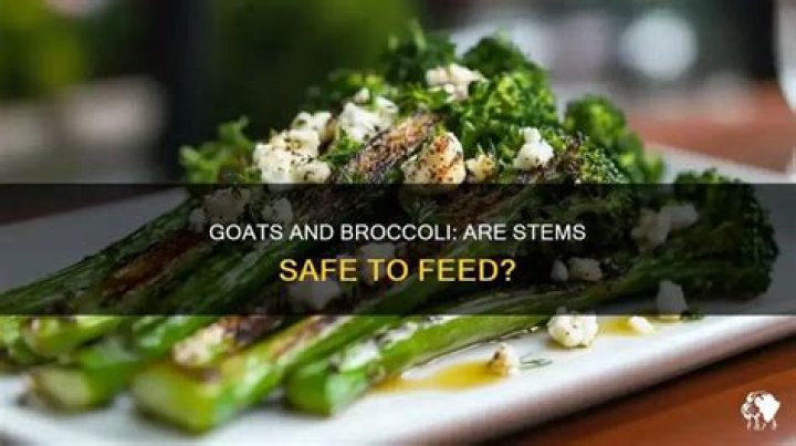 Can goats have broccoli?
