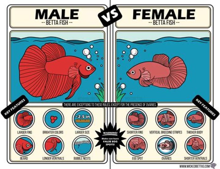 Can I give my betta fish a pea?