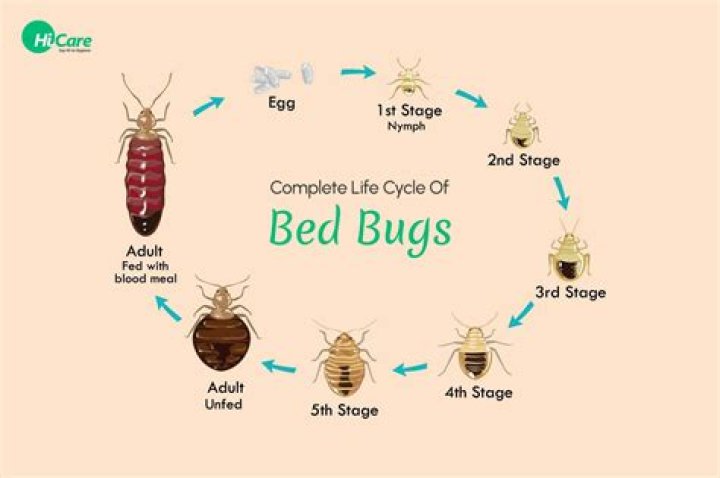 Can I hug someone with bed bugs?