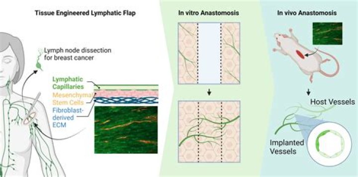 Can lymph vessels repair themselves?
