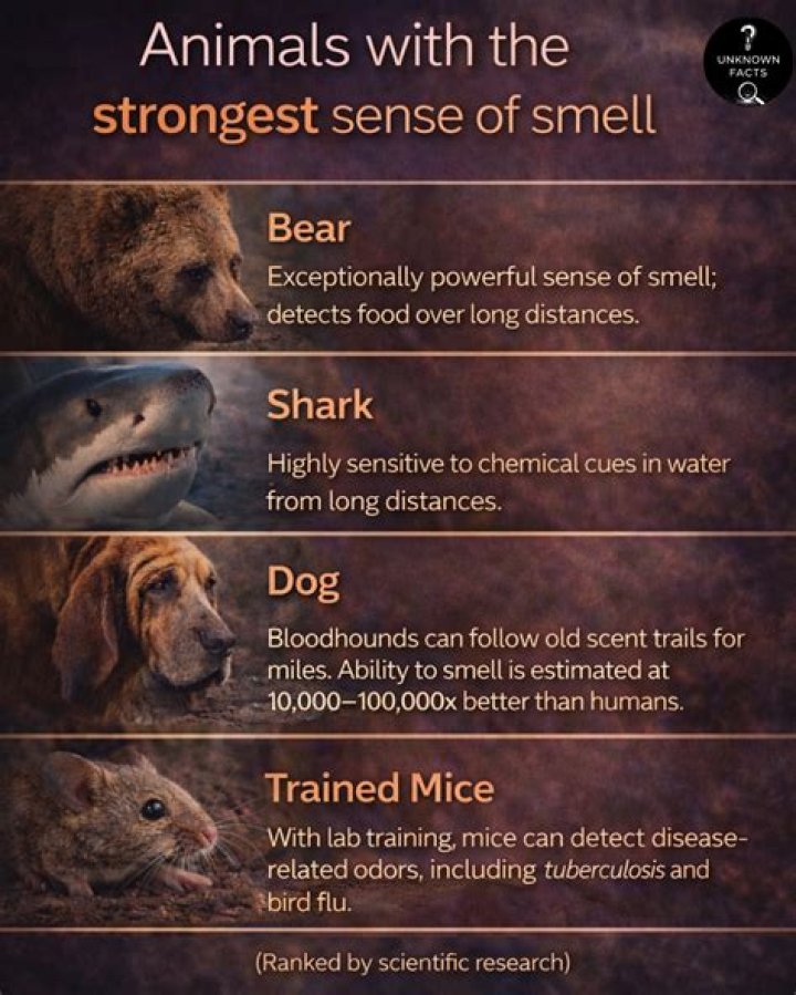 Can mice sense humans?