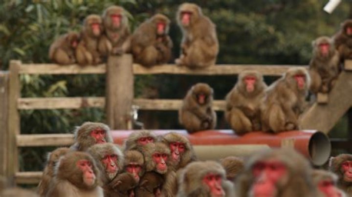Can monkeys donate blood humans?