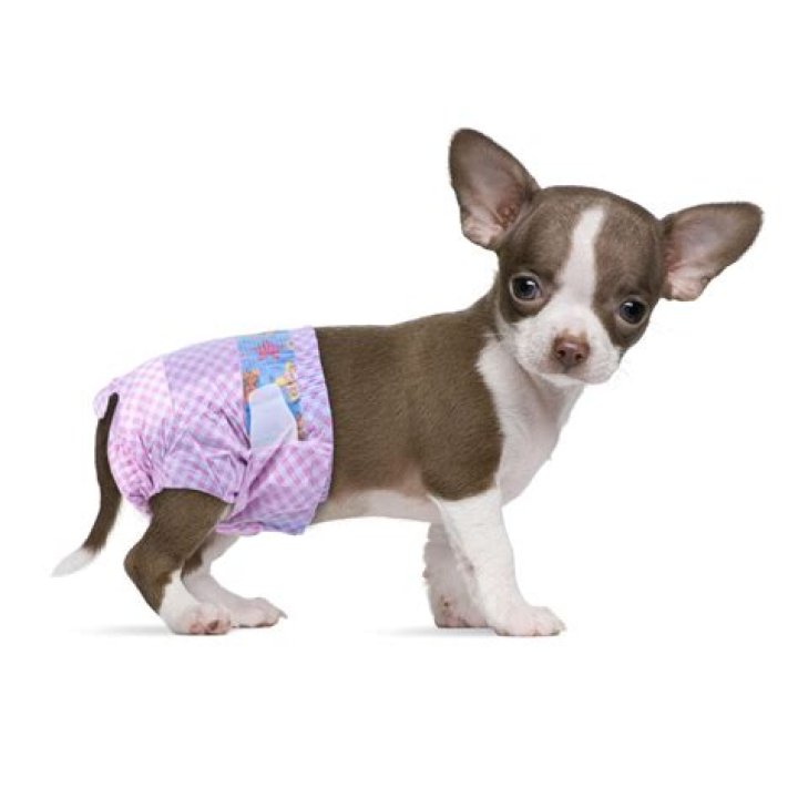 Can older dogs wear diapers?