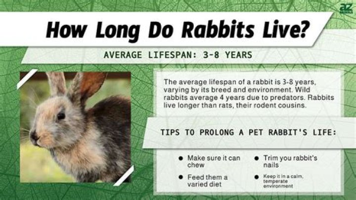 Can rabbits come back to life?