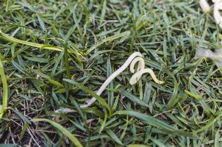 Can roundworms live in grass?