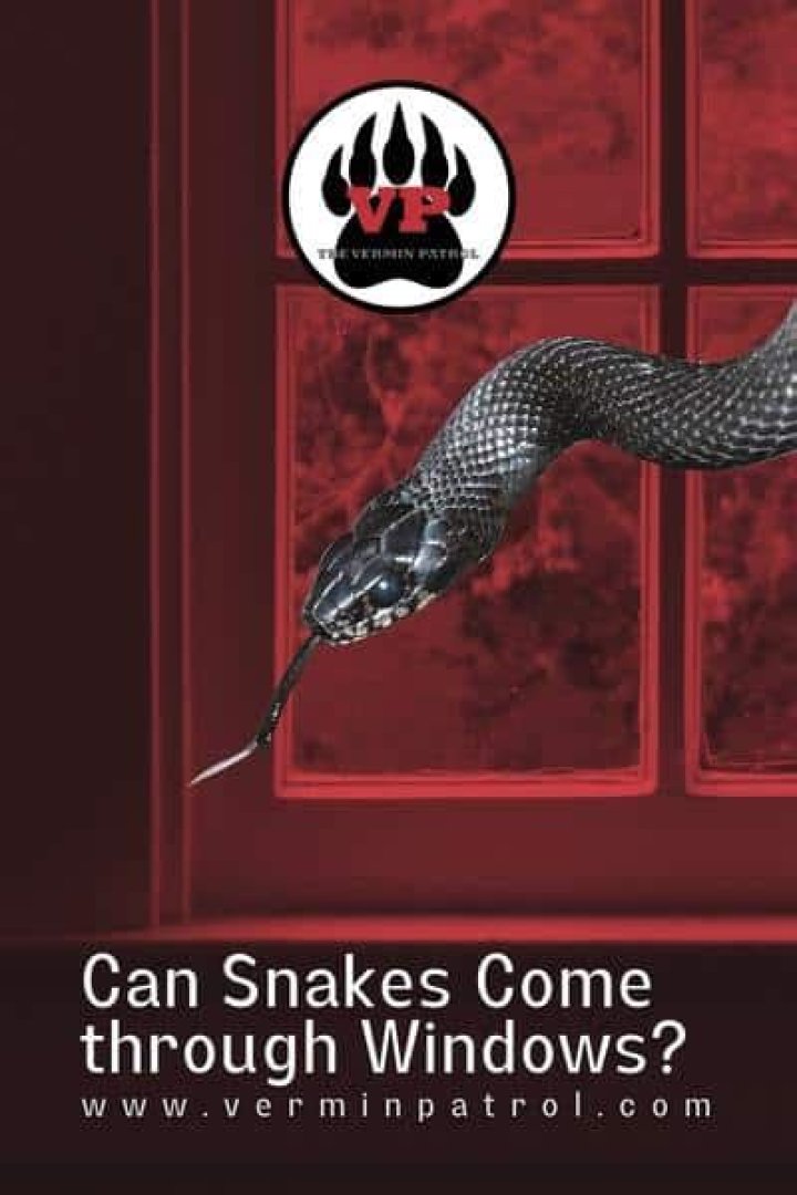 Can snakes come through windows?