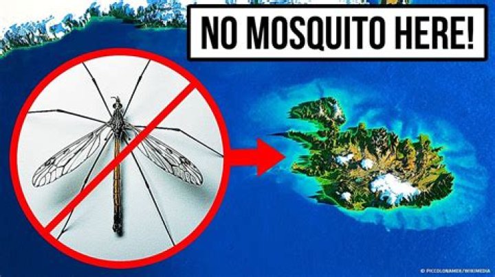 Can the world live without mosquitoes?