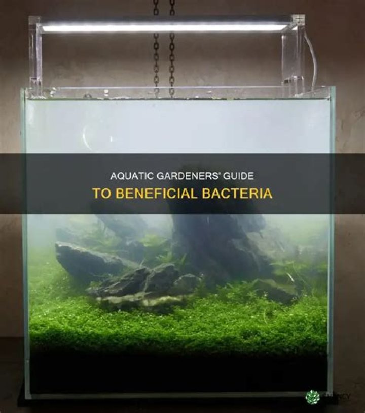 Can there be too much beneficial bacteria in aquarium?