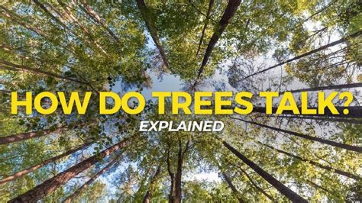 Can trees speak?