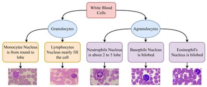 Can you get abnormal cells twice?