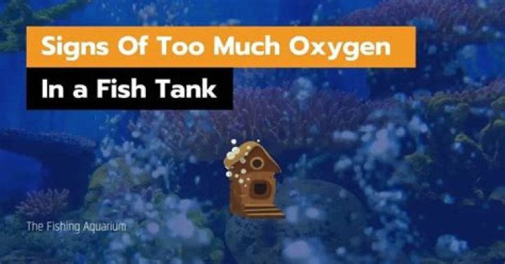 Can you give a goldfish too much oxygen?