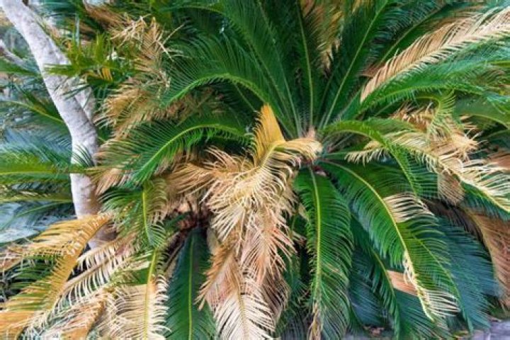 Can you save a dying palm tree?