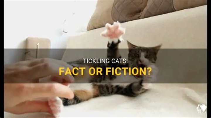 Can you tickle a cat?