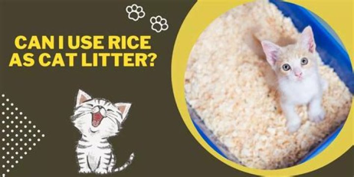 Can you use rice as cat litter?