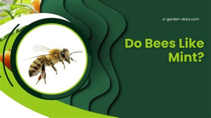 Do bees like mint?