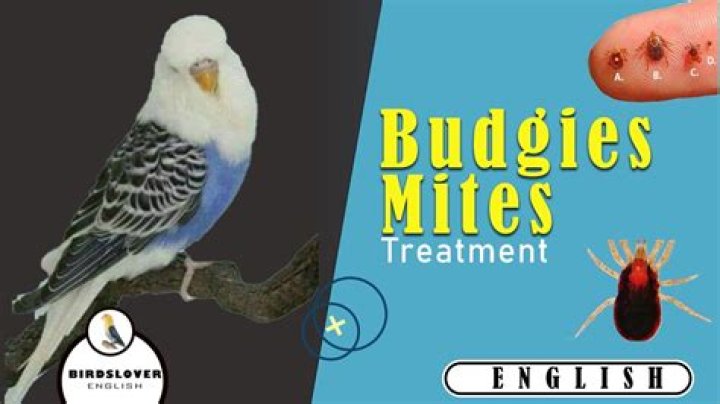 Do bird feathers have mites?