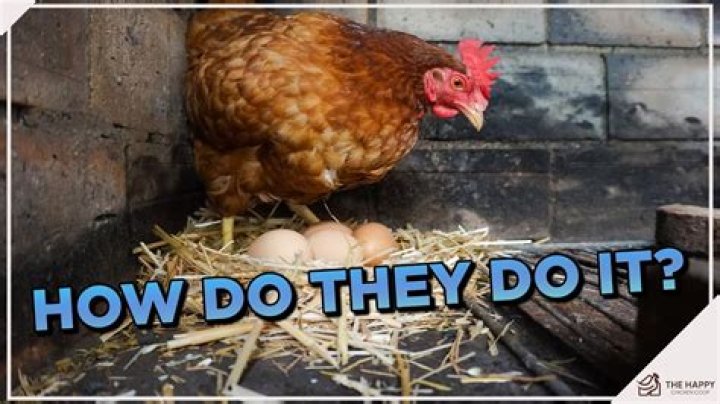 Do chickens cry when laying eggs?