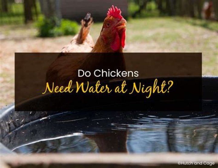 Do chickens need water?