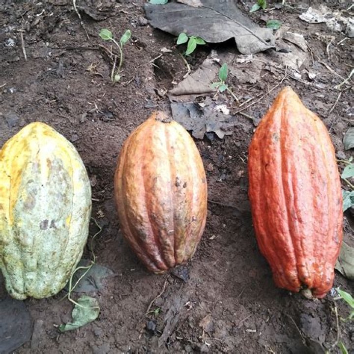 Do clones yield less?