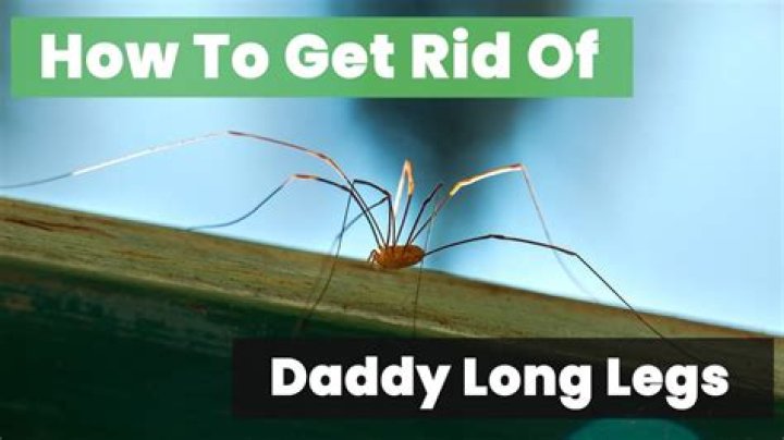 Do Daddy Long Legs drink water?