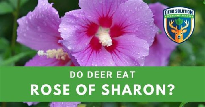 Do deer eat rose of Sharon?