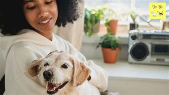 Do dogs like when you scratch their sweet spot?